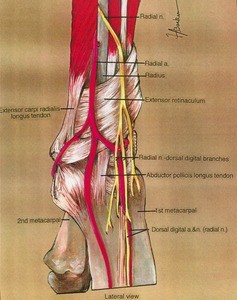 Illustration of dissection of the left wrist, lateral view, showing associated musculature, ligaments, and neurovasculature structures