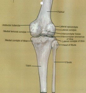 Illustration of right knee, posterior view, showing bones