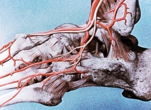 Illustration of bones and arteries of left ankle and proximal foot, lateral view