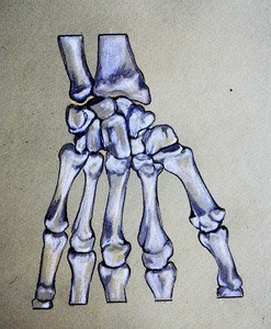 Illustration of articulated radius, ulna, carpals and digital bones of left wrist and hand, palmar aspect