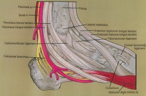 Illustration of dissection of the right ankle, emphasizing the ligaments and tendons, with some related vasculature and nerves