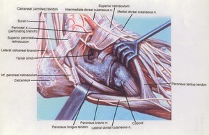 Illustration of dissection of deep exposure of right ankle joint, lateral view