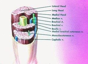 Color illustration of transected right arm, anterior view, showing bone, muscles, nerves, arteries and veins