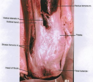 Natural color photograph of right knee joint, anterior view, showing muscles and bones