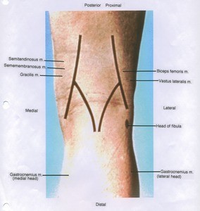 Natural surface anatomy illustration of knee, posterior view, showing muscles and bone