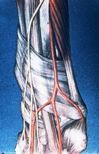 Illustration of right forearm and wrist, lateral aspect, emphasizing the extensor retinaculum (dorsal carpal lig.) abductor pollicis longus tendon, brs. of radial artery and radial nerve