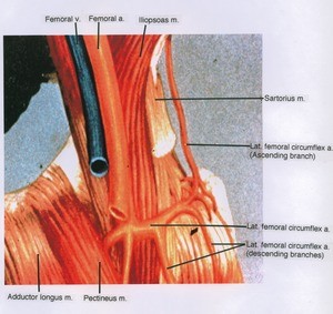 Illustration of left hip, anterior view, showing ateries (Lateral femoral circumflex arteries), vein and muscles