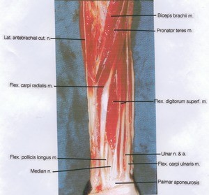 Natural color photograph of the right forearm, anterior view, showing the flexor musculature and related nerves