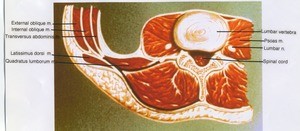 Illustration of transverse section of the lower back at the lumbar level, showing the oblique abdominal muscles and the deep and superficial back muscles