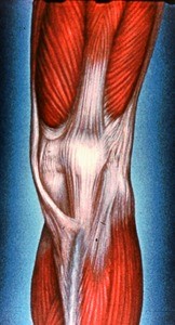 Illustration of left distal thigh, knee and proximal leg, anterior view, emphasizing ligaments associated with patella; also the pes anserinus (tendons of sartorius, gracilis and semitendinosus mm. associated with patella
