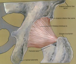 Illustration of right hip joint, posterior view, showing ligaments and bones