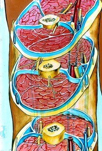 Color illustration of cross sections of right arm, showing arteries, veins, nerves, bone and muscles