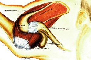 illustration of cranial view of bones, muscles & ligaments of left gleno-humoral (shoulder) joint