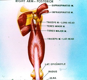 Illustration of muscles of right arm and scapular region, posterior view