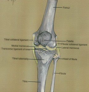 Illustration of left knee, anterior view, showing bones, ligaments and menisci