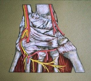 Illustration of palmar surface of left wrist showing carpal ligaments, radial & ulnar arteries and their contributions to the deep palmar arterial arch; ulnar nerve's deep palmar branch