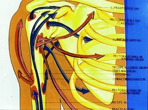 Illustration of muscles acting upon the right shoulder joint and their actions, anterior view