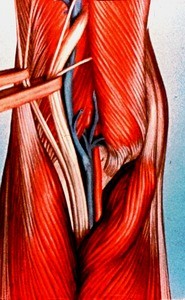 Illustration of right knee joint, from posterior, dissected to show popliteal artery and vein, and highlighting branchings of tibial and common fibular nerves (retracted)*Note: image is upside down