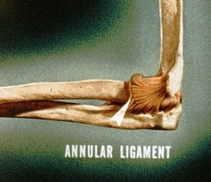 Illustration of the annular ligament of the left elbow, lateral view (at tip of arrowhead)