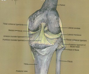 Illustration of right knee, posterior view, showing bones, ligaments and menisci