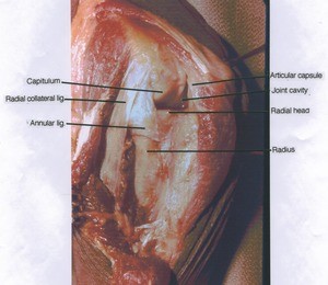 Natural color photograph of left elbow, lateral view, showing muscles and joint ligaments