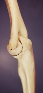 Illustration (photograph) of articulated bones of right elbow in extension; medial view, showing distal humerus with its medial epicondyle & trochlea, and ulna with its trochlear notch and olecranon process