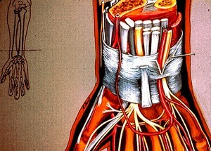 Color illustration of distal right forearm, wrist and hand (palmar view) showing ligaments, arteries, nerves in their relation to the flexor retinaculum