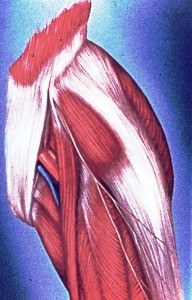 Illustration of left inguinal region and thigh, anterolateral view, showing muscles, vessels and nerves