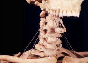 Natural color photograph of a skeleton, anterior view, showing the cervical vertebrae and tops of the clavicles