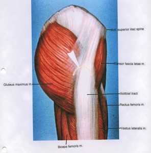 Illustration of dissection of the muscles of the right hip and thigh, lateral view