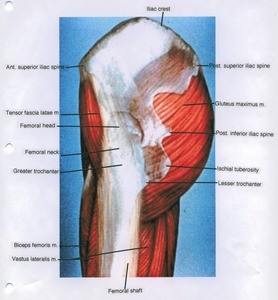 Illustration of dissection of the bones of the left hip and thigh, lateral view, indicating the overlying structures