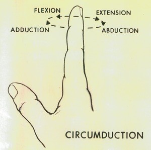 Illustration showing circumduction of the index finger