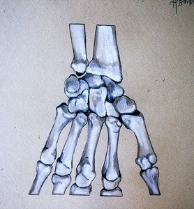 Illustration of articulated bones (distal radius and ulna, carpals and metacarpals) of left wrist and hand, palmar aspect