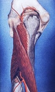 Illustration of posterior of left elbow joint, showing olecranon process of ulna, anconeus m., flexor carpi ulnaris m., posterior ulnar recurrent a., posterior interosseus a., radial n., deep branch, supinator m