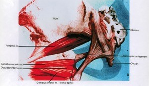 Illustration of left hip and hemipelvis, posterior view, showing muscles, ligaments and bone