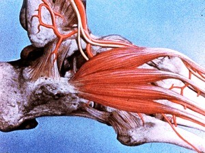 Illustration of partially dissected right ankle and foot, lateral view