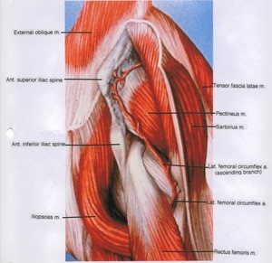 Illustration of left thigh, anterio-lateral view, showing muscles, bone and artery (Lateral femoral circumflex)