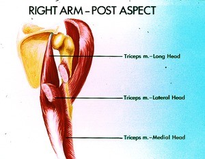 Illustration of dissected triceps muscle of right arm, posterior view