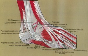 Illustration of dissection of right ankle and dorsum of right foot, lateral view, showing muscles and tendons