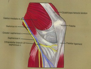 Illustration of left knee, anteriomedial view, showing muscles, nerves, vein, tendon, ligament and bone