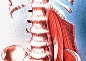 Illustration of longitudinal muscles that form left posterior wall of abdomen (trunk flexors)