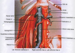 Illustration of major branches of the abdominal aorta, inferior vena cava, and spinal nerves in the abdominal region, anterior view