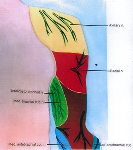 Illustration of the left arm, showing zones of nervous innervation, posterior view