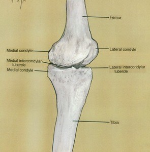 Illustration of left knee, medial view, showing bones