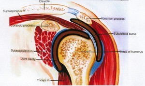 Illustration of the glenohumeral joint, coronal section, showing the relationships between the bone structure, supraspinatus tendon, subdeltoid bursa, and subscapularis muscle