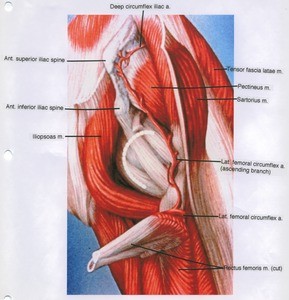 Illustration of left thigh, anterio-lateral view, showing muscles, bone and artery (Deep circumflex iliac)