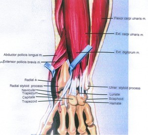 Illustration of dissection of the left hand, posterior view, emphazising the metacarpals and their related structures