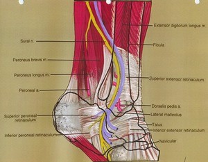 Illustration of superficial dissection of the right ankle, with an outline of the underlying bones