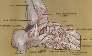 Illustration of dissection of the right foot and ankle, lateral view, showing the bones and ligaments