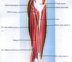 Illustration of dissection of the left forearm, posterior view, showing extensor musculature and related structures